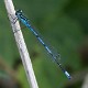 Coenagrion pulchellum confusing male-0236